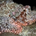 scorpionfish_tasseled_lsb_ki_h_0110_kom5694.jpg